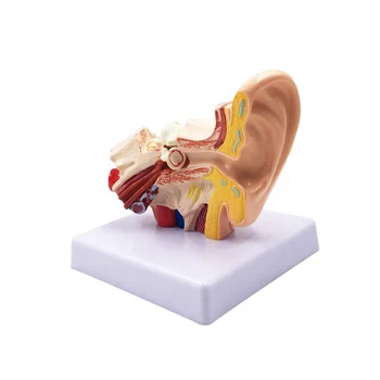 1.5X Модель анатомии человеческого уха - профессиональная настольная имитационная модель структуры внутреннего уха для обучения
